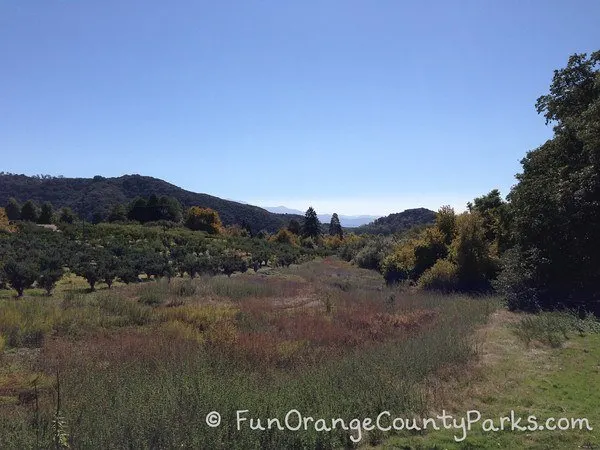 orchard and mountain views at oak glen
