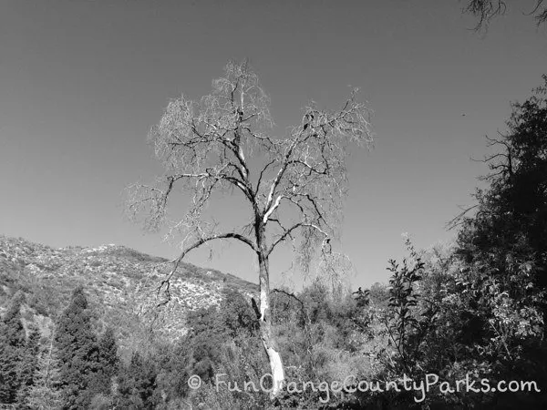 spooky tree on hike at oak glen