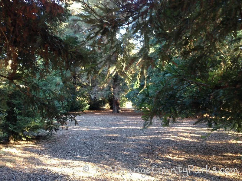 Redwood Shady Grove