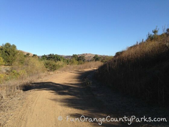 dirt road leading to redwoods