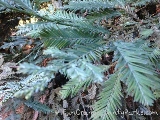 redwood tree needles