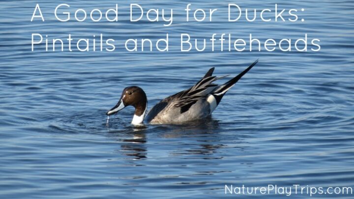 A Good Day for Ducks: Pintails and Buffleheads