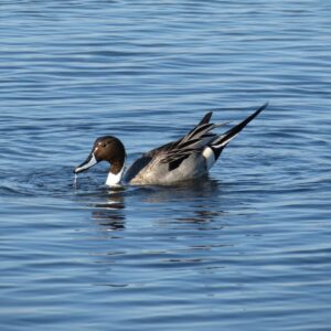 A Good Day for Ducks: Pintails and Buffleheads