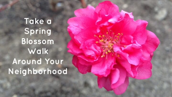 Take Kids on a Spring Blossom Walk