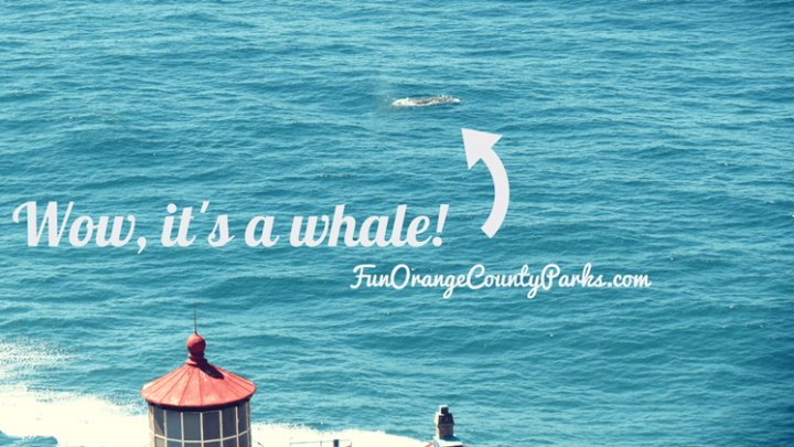 Gray Whale Photos for Kids
