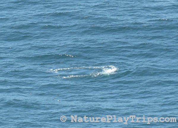 Gray Whale Footprint