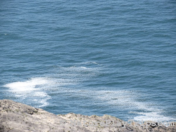 Gray Whale Footprint Spotting