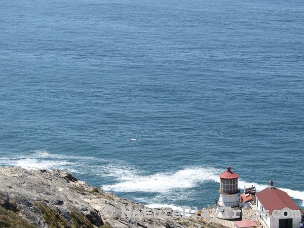 Gray Whale Photo