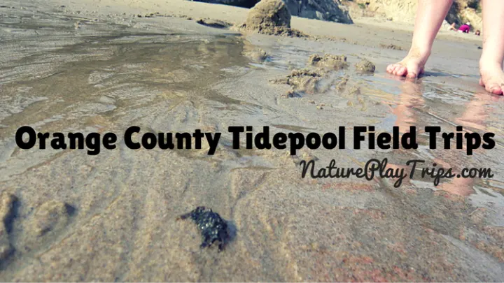 tidepool field trips in orange county