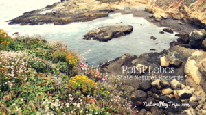 Point Lobos State Natural Preserve in Monterey