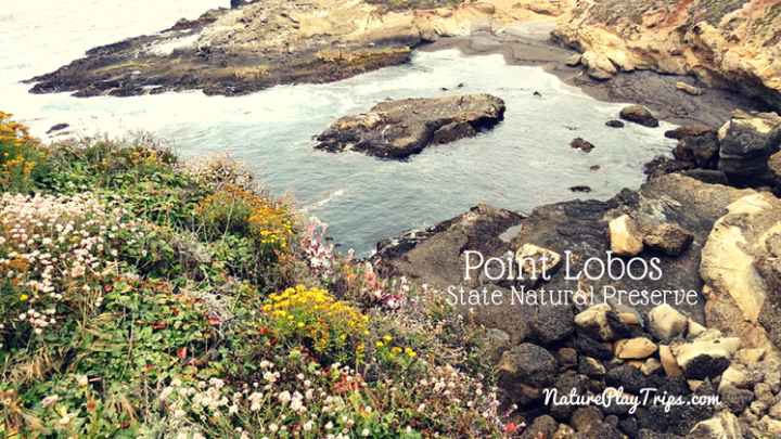 Point Lobos State Natural Preserve
