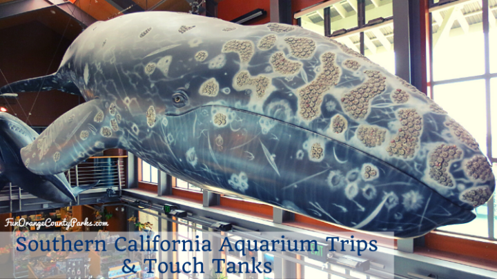 Southern California Aquarium Trips & Touch Tanks