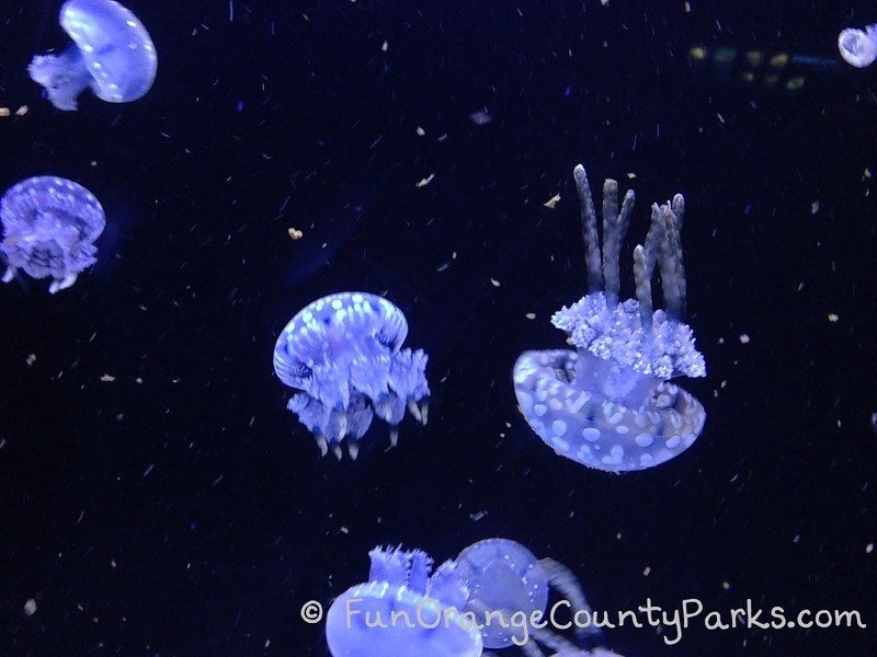 birch aquarium la jolla jellyfish