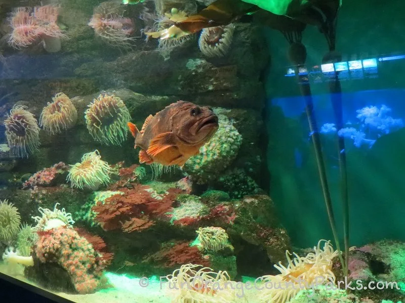 birch aquarium la jolla rockfish