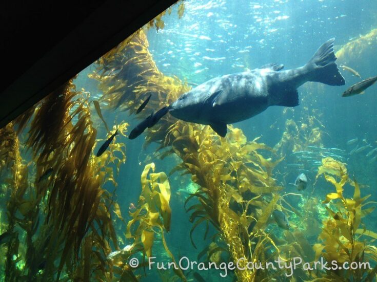 Birch Aquarium at Scripps in La Jolla (San Diego)