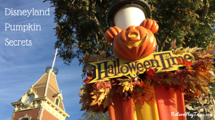 Disneyland Pumpkin Secrets