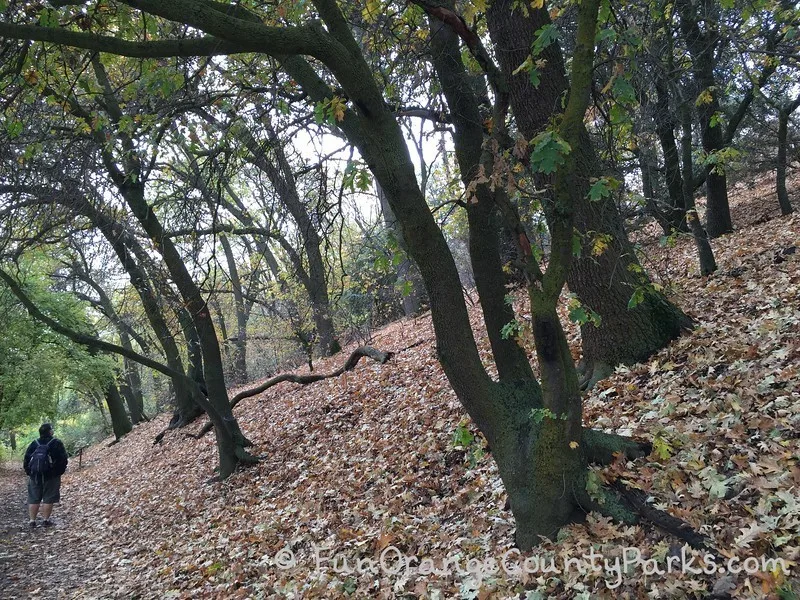 montane botanic garden black oak