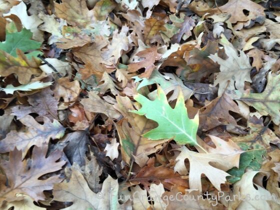 fall leaves at montane botanic garden oak glen