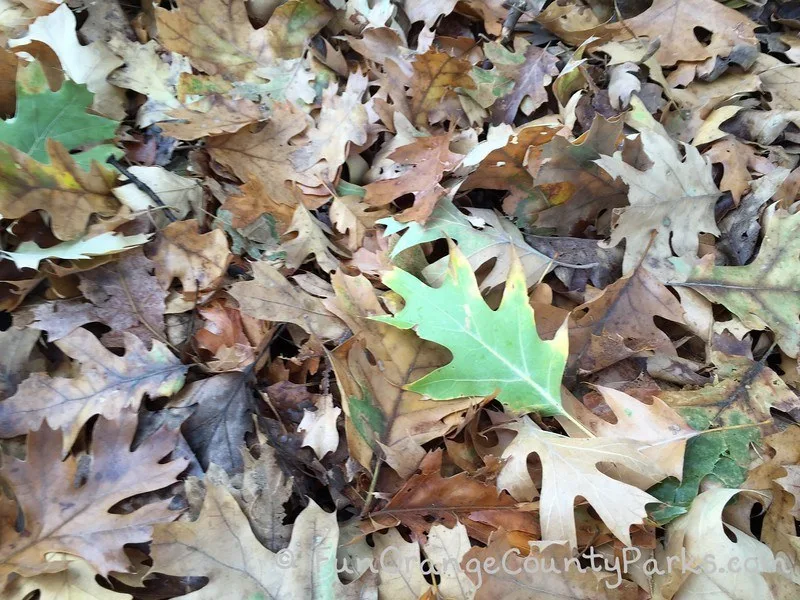 fall leaves at montane botanic garden oak glen