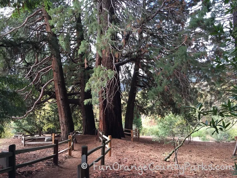 childrens discovery center trees