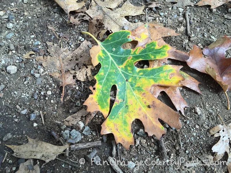 fall oak leaf montane botanic garden oak glen