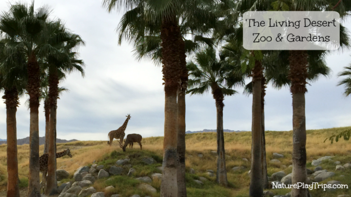 The Living Desert Zoo and Gardens Displays Sonoran Desert Life