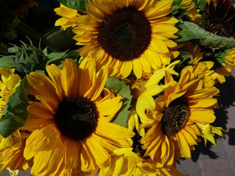 sunflowers