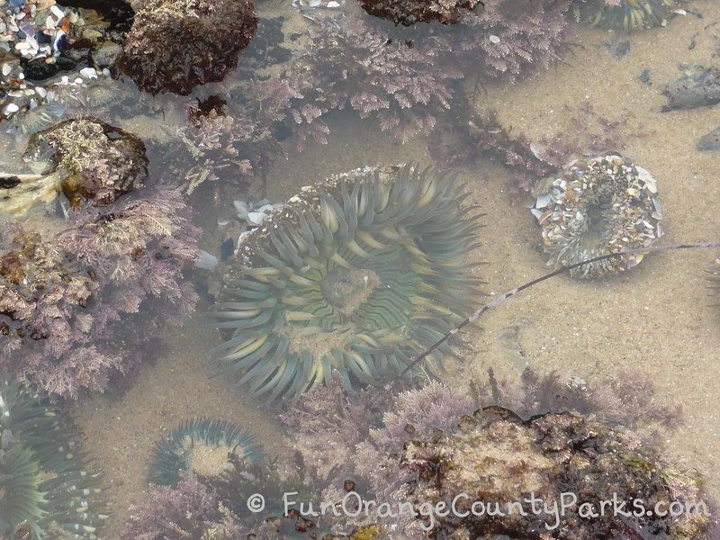sea anemone inside the tidepool
