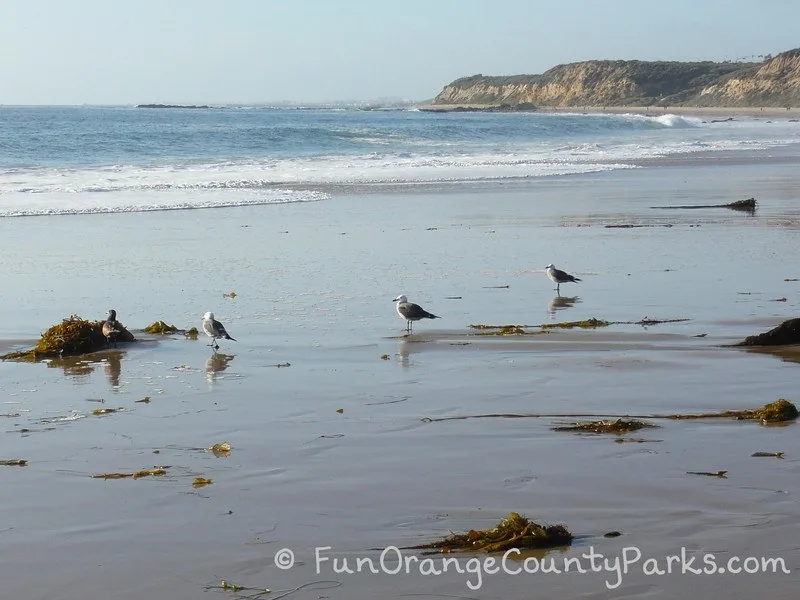 reef point crystal cove state park - seagulls