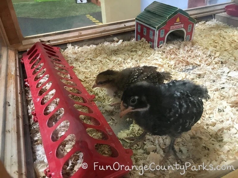 Close up view of baby chicks at Pretend City