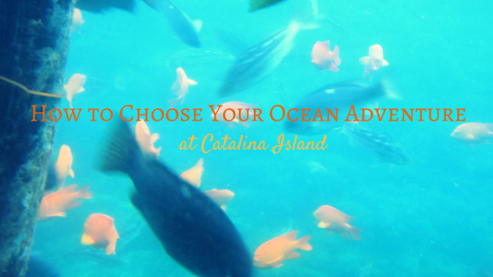 How to Choose Your Ocean Adventure at Catalina Island