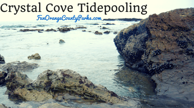 Crystal Cove State Park: Tidepooling At A Natural Playground