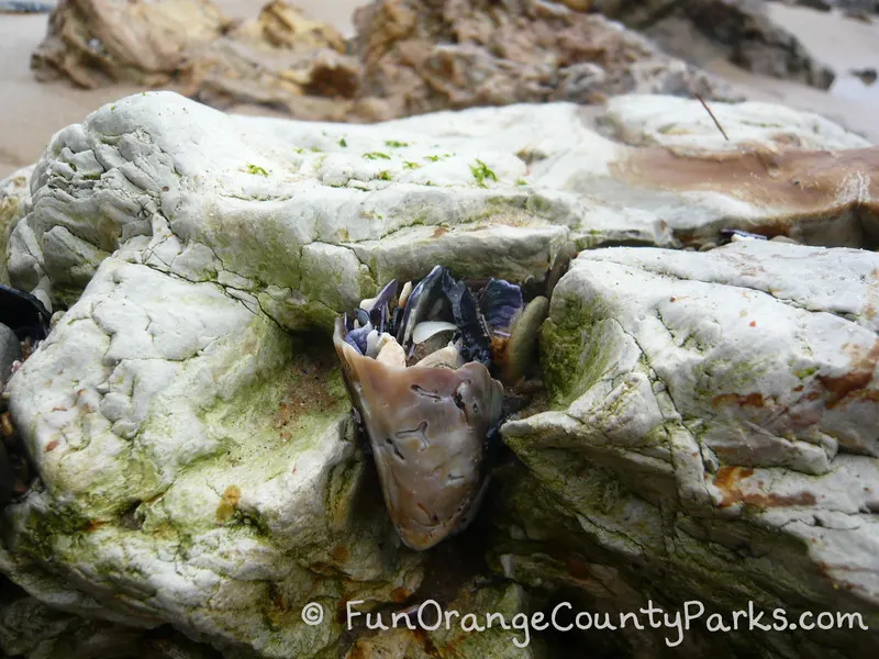 what looks like a cup of shells fused onto a rock face at the tidepools