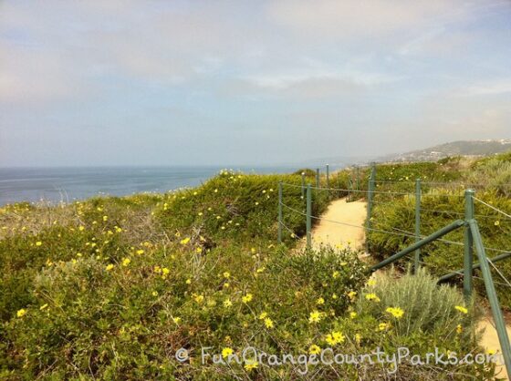 dirt trail in a field of yellow flowers with the ocean visible off the bluff