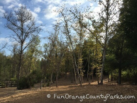 trees in a clearing on a fall day with blue sky
