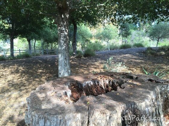 tree stump in a shaded oak grove