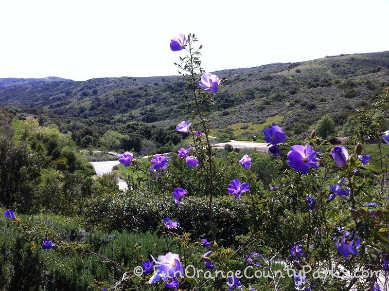 places to go green hills - canyon view park aliso viejo