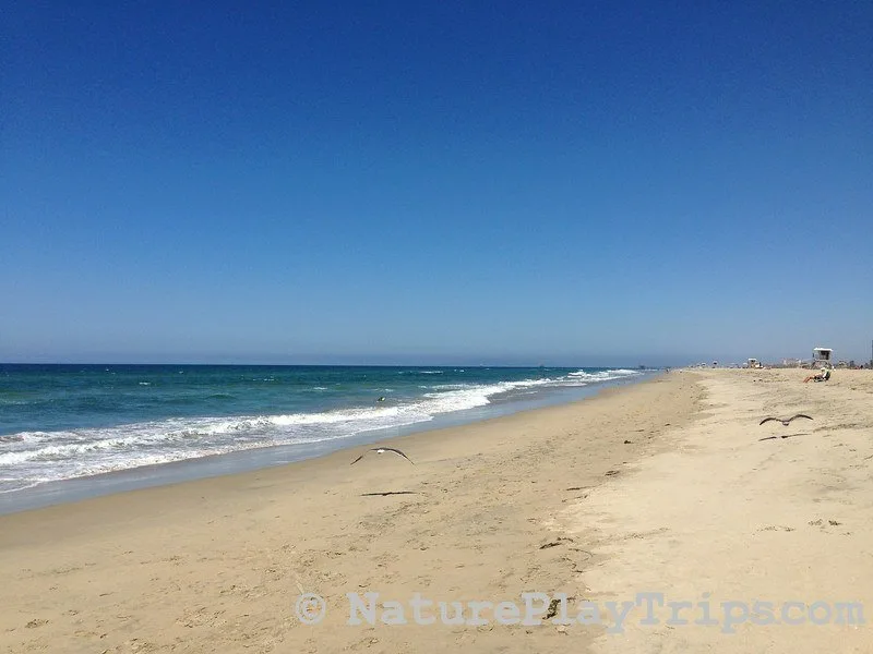 huntington beach waves at the beach with seagulls flying along sand