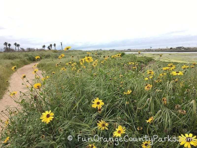 spring flowers along the trail