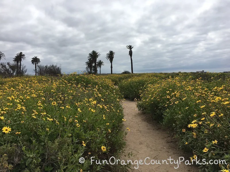 trail in spring