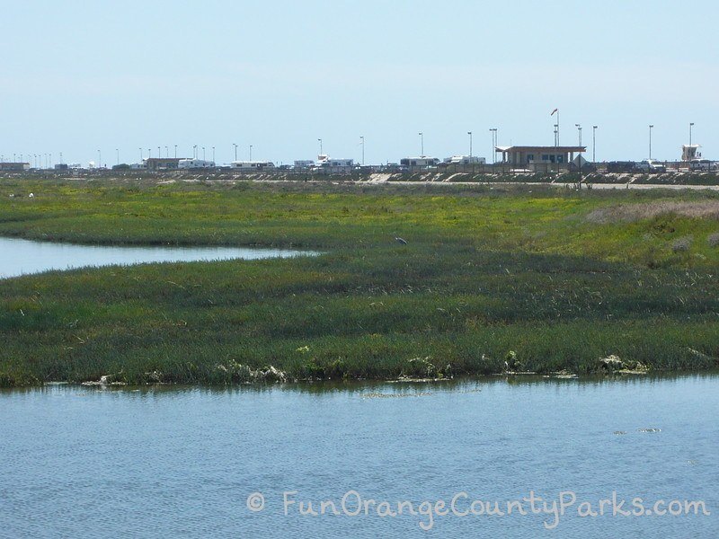 great blue heron in the wetlands