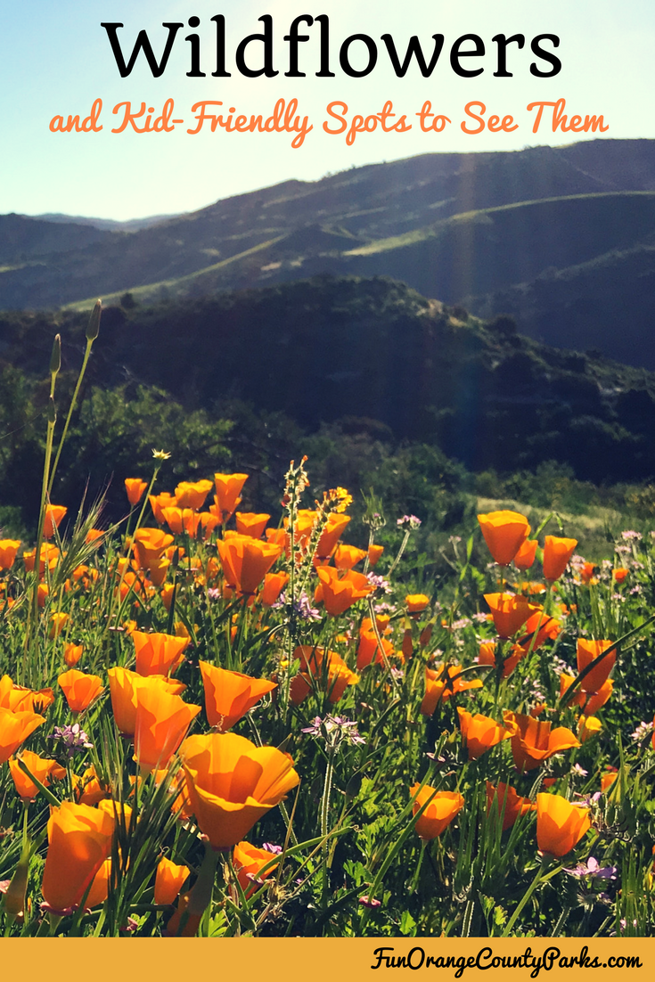 wildflowers and kid-friendly spots to see them
