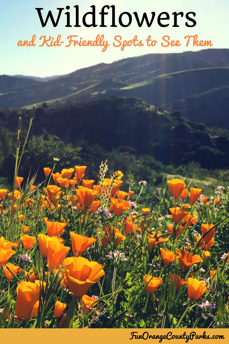 Lake Elsinore closes popular wildflower viewing area in Walker Canyon –  Press Enterprise