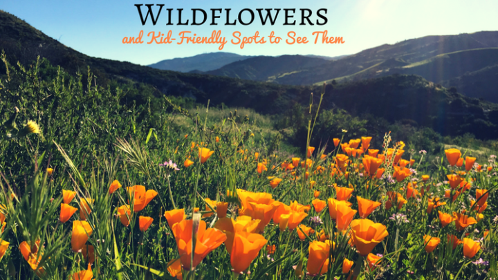 Wildflowers and Kid-Friendly Spots to See Them During SoCal Spring