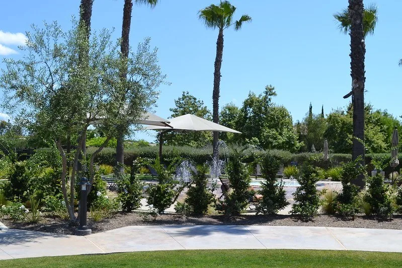 sidewalk with fountains visible past hedges and underneath palms