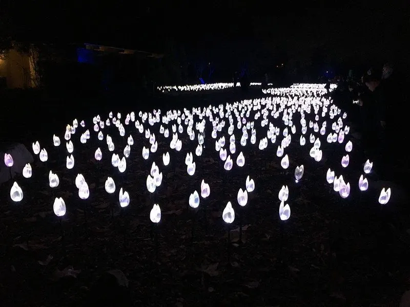 Enchanted Forest of Light Tulips