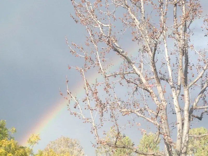 family movies to watch on rainy indoor weekends - rainbow with tree