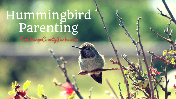Hummingbird Parenting Explained