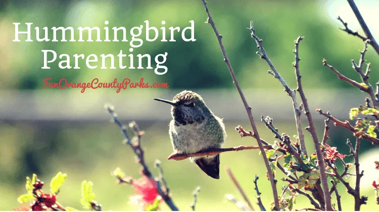 Hummingbird Parenting