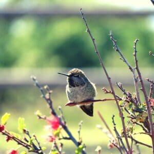 Hummingbird Parenting Explained